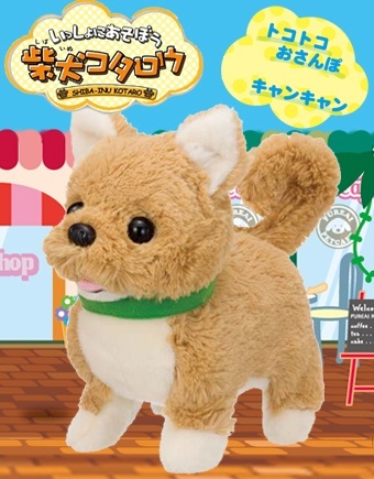 柴犬コタロウ